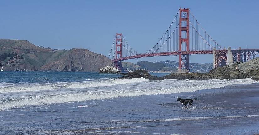 SF dogs real estate