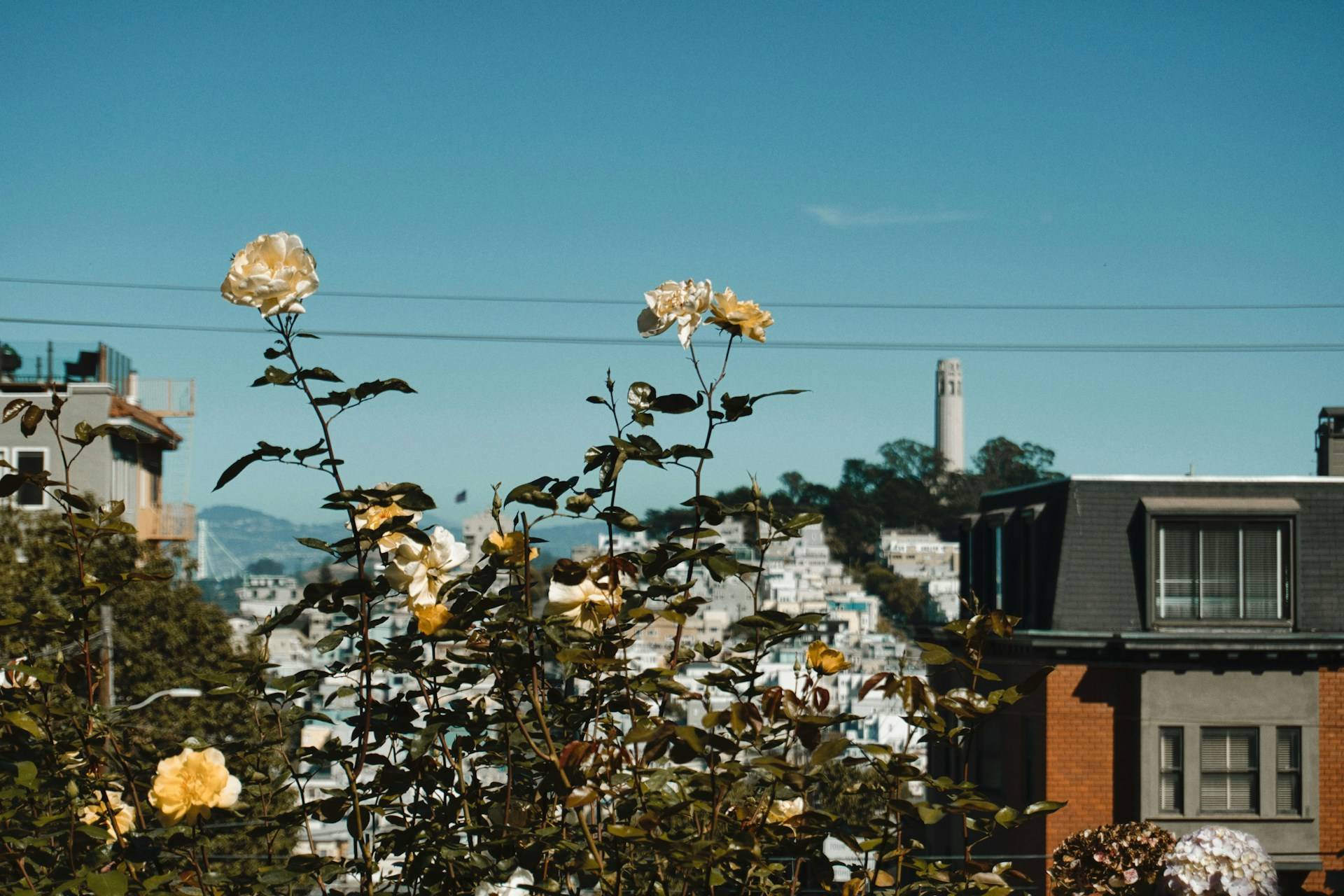 Is Now a Good Time to Buy in Noe Valley?