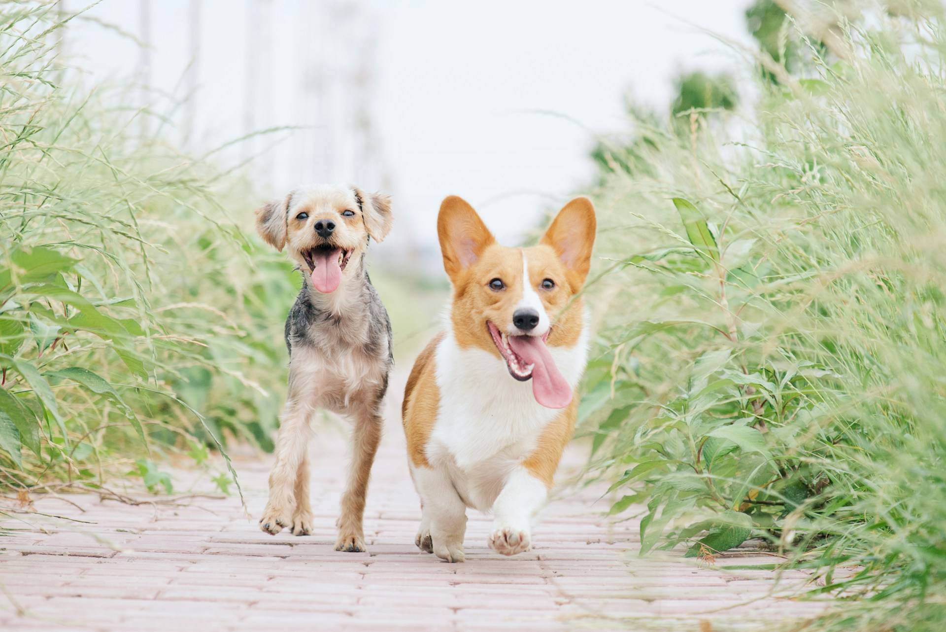 Best Pet Friendly Spots in Bernal Heights