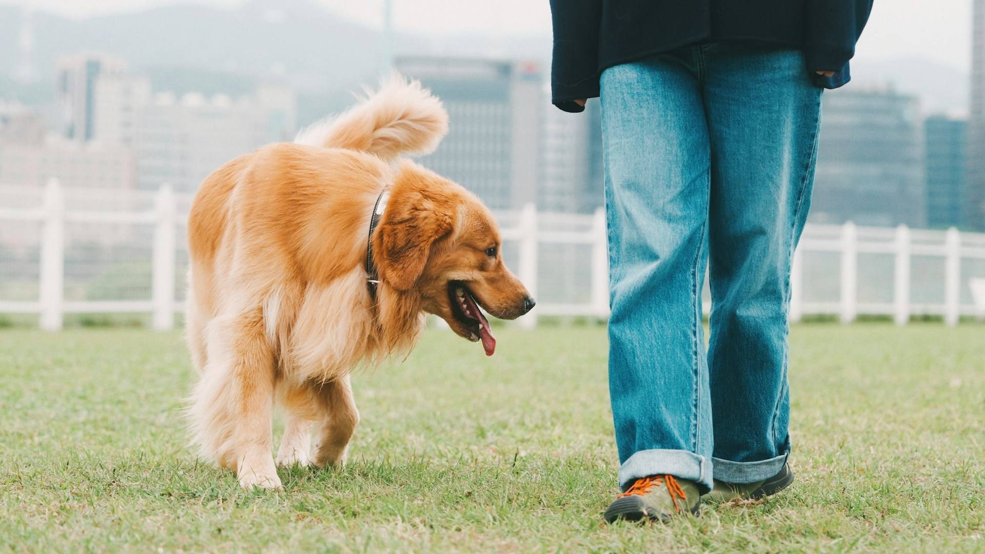 Best Pet Friendly Spots in Mission Dolores