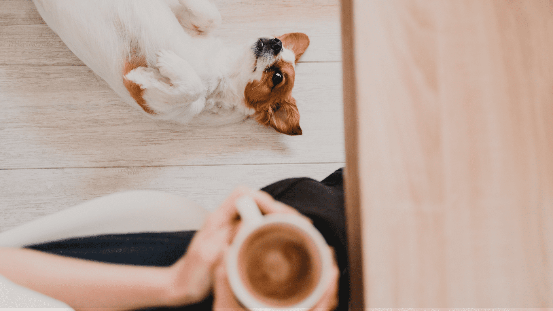 Best Pet Friendly Spots in Noe Valley