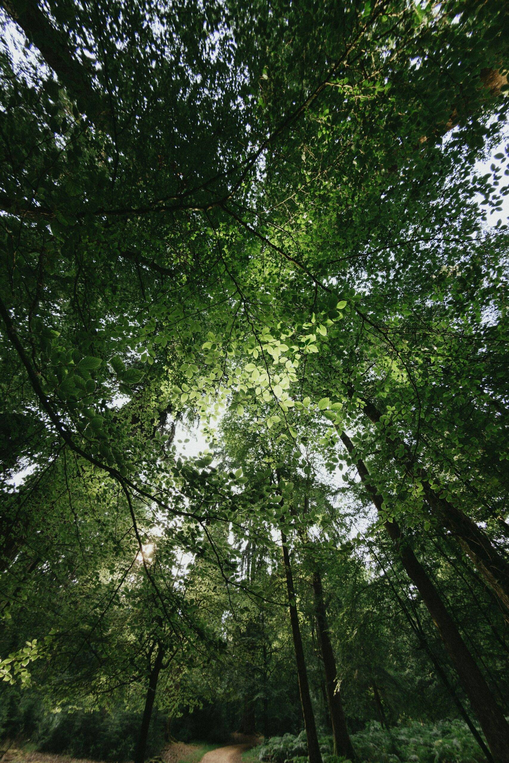 Nature Spots Locals Love in Noe Valley