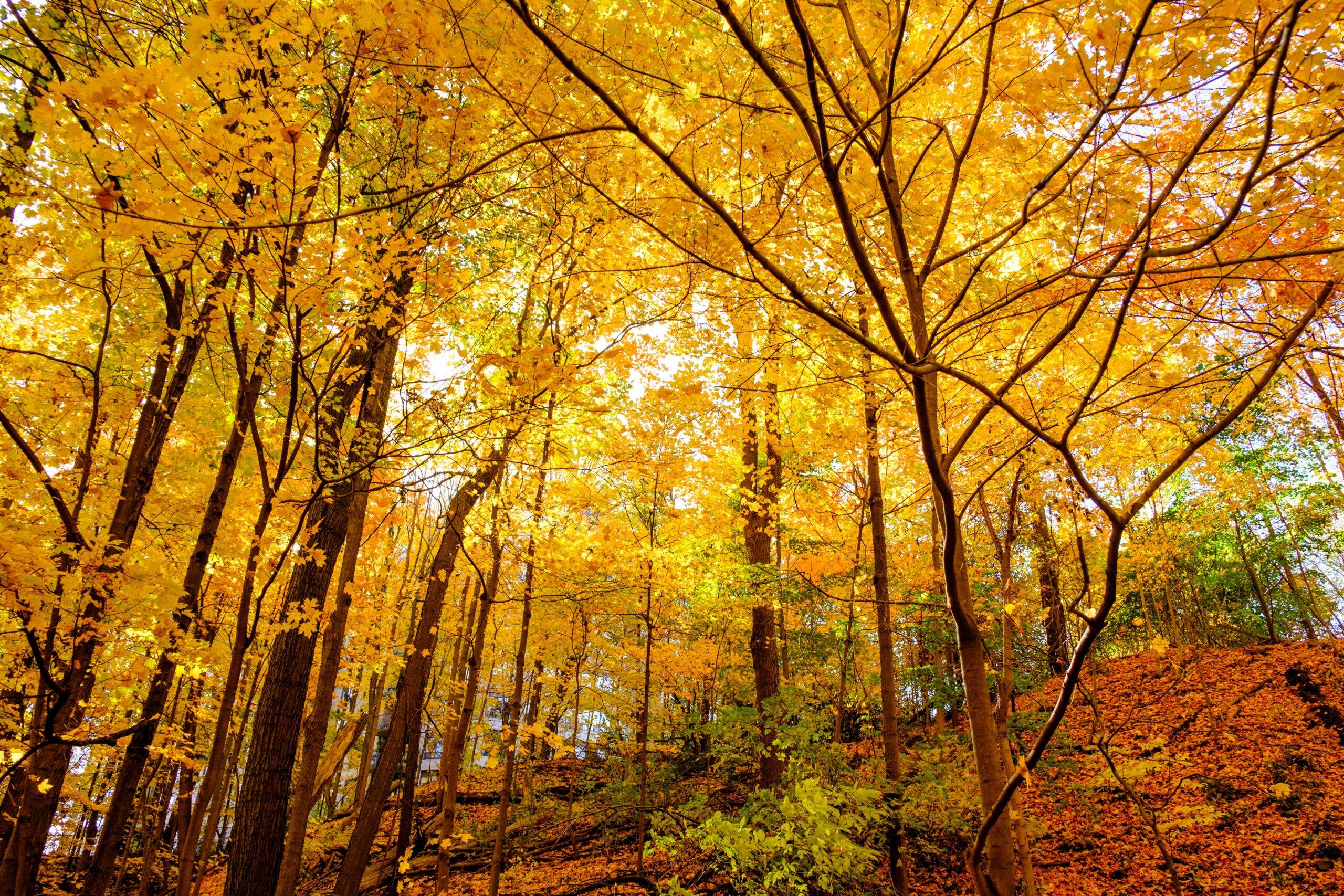 Is Fall a Good Time to Sell Your Home in Bernal Heights